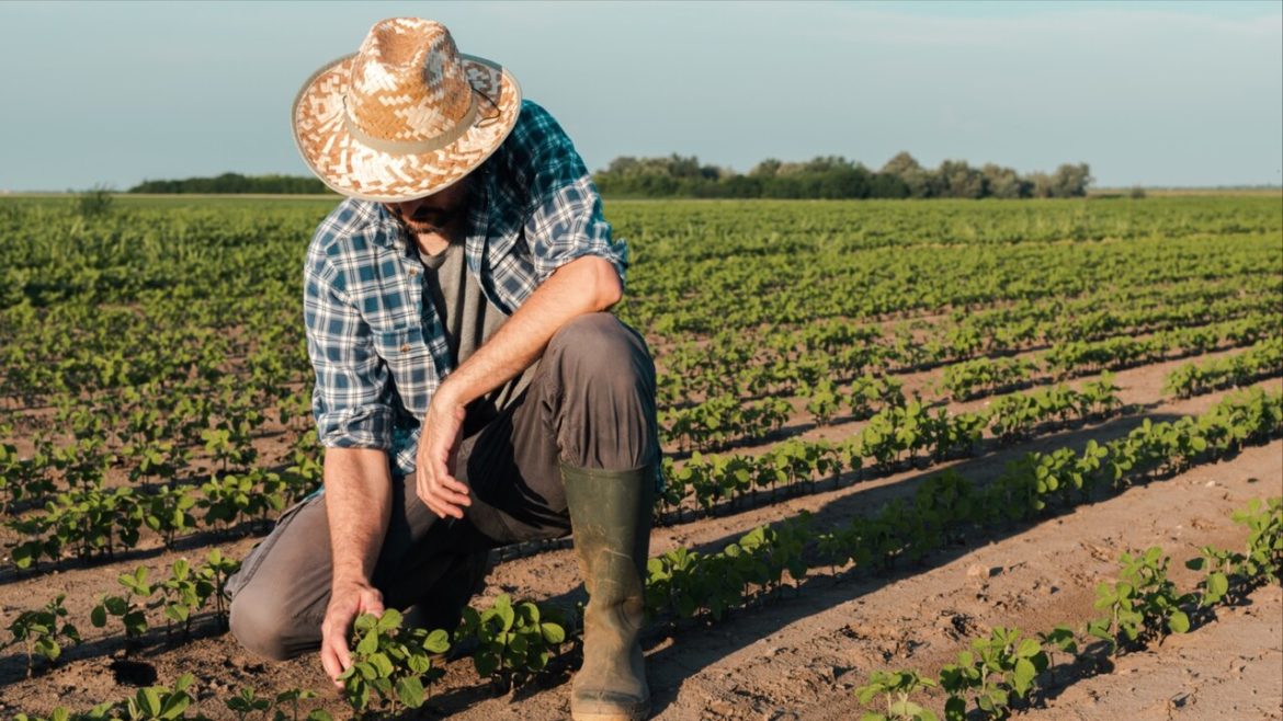 Advogadas explicam a importância de NR-31 para o trabalho no campo - Revista Cipa