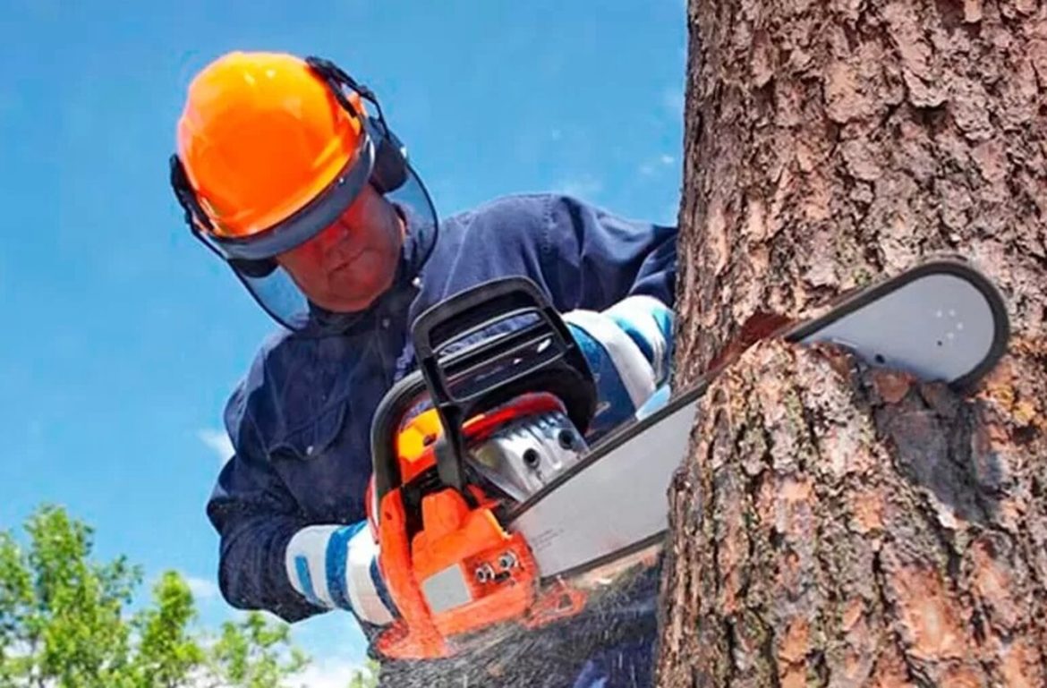 Responsabilidade compartilhada garante mais segurança no trabalho florestal - Revista Cipa